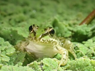 frog on a leaf