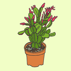 Spring Cactus in Pot