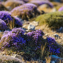 Blooming thyme in the mountains  CreteьGreece. Thymus capitatus, woody perennial native to...