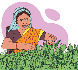 indian Woman character cutting and picking up tea leaves. plucking tea leaves from tea field. darjeeling. happy indian women