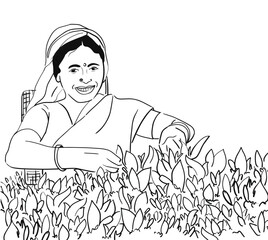 indian Woman character cutting and picking up tea leaves. plucking tea leaves from tea field. darjeeling. happy indian women