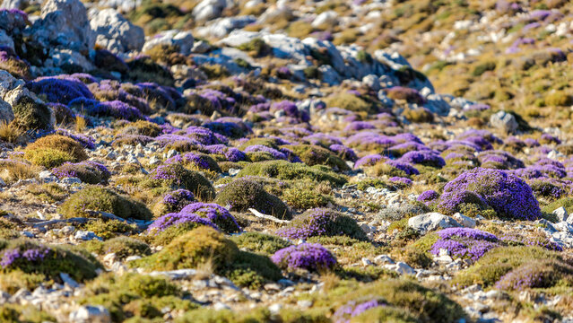 Blooming thyme in the mountains  CreteьGreece. Thymus capitatus, woody perennial native to mountains of Crete, more commonly known as conehead thyme, Persian-hyssop, Spanish oregano, Thymbra capitata