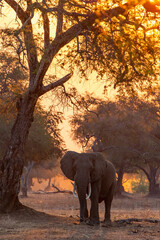 Naklejka na ściany i meble Male elephant searching for food in the late afternoon in the dry season in the forest of high trees in Mana Pools National Park in Zimbabwe