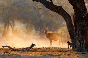 Common eland walking with oxpeckers on his back in Mana Pools National Park in Zimbabwe - obrazy, fototapety, plakaty