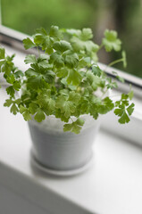 Pot with young sprouts of parsley on the balcony sill in the city closeup.