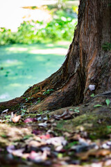 tree in the forest