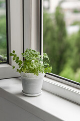 Pot with young sprouts of parsley on the balcony sill.
