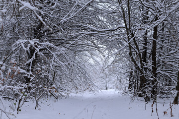 The beauty of snowy forest.