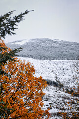 Snow mountain first snow winter season frozen pine trees and oak leafs high contrast color