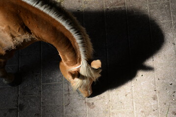 Perspektive mit Pferd. Schönes goldenes Pferd im Stall von oben fotografiert, Detail