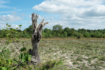 Dead stumps and harvested rice fields, Burnt tree stump at the rice field after harvest.