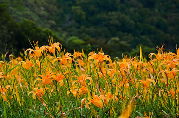 Hemerocallis fulva, Orange Daylily, The Orange day lily flower at sixty stone mountain, Fuli,...