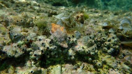 Fototapeta na wymiar Sea snail trunculus murex or banded murex, trunk murex, banded dye-murex (Hexaplex trunculus) undersea, Aegean Sea, Greece, Thasos island