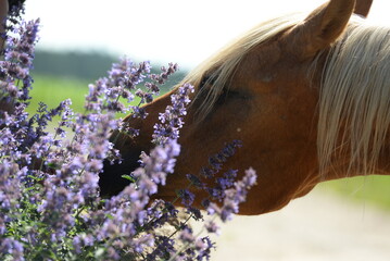Blumenpferd. Schönes Pferd steht frei zwischen Blumen, Detail