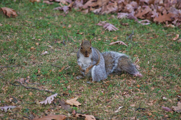 squirrel in the park
