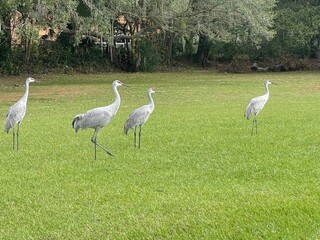 cranes in the lake
