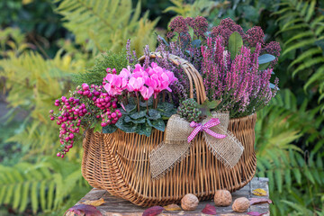 pink Alpenveilchen, Torfmyrte, Heidekraut und Skimmia im Korb im Herbstgarten