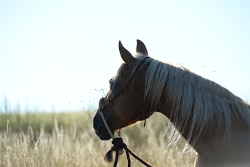 Sommeridyll mit Pferd. Schönes blondes Pferd im hohen Gras