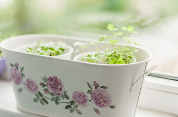 Kashpo with pots of young shoots of basil and parsley.