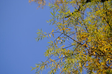 The green or yellow colour leaves in the tree during autumn season.