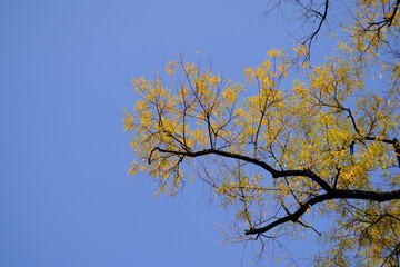 The green or yellow colour leaves in the tree during autumn season.