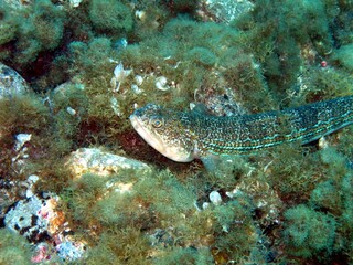 Weever fish in the Atlantic Ocean – Tenerife