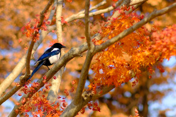 little bird and The red colour leaves in the tree during autumn season.