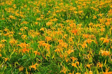Hemerocallis fulva, Orange Daylily, The Orange day lily flower at sixty stone mountain, Fuli, Hualien, Taiwan