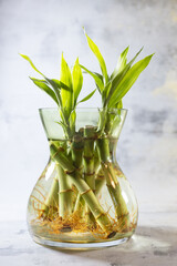 Lucky bamboo - Dracaena sanderiana - in a glass vase.
