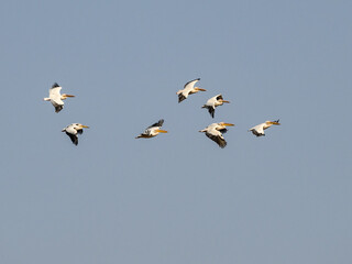 White Pelicans flying against blue sky