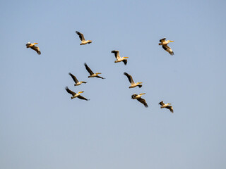White Pelicans flying against blue sky