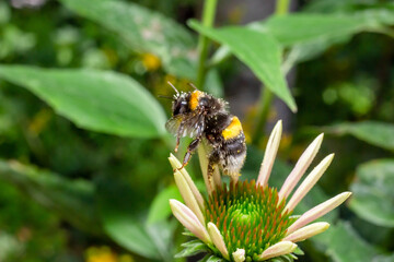 Bee on Purple coneflower - Abeille sur Échinacée pourpre - Echinacea