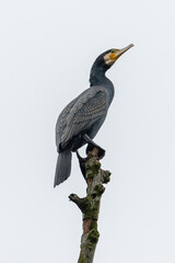 Great cormorant (Phalacrocorax carbo) perched on a branch