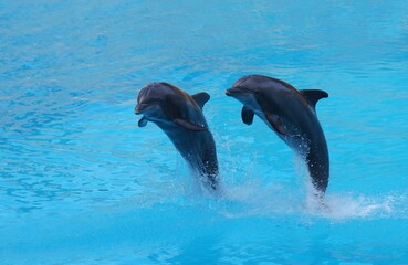 Beautiful Dolphins in the water