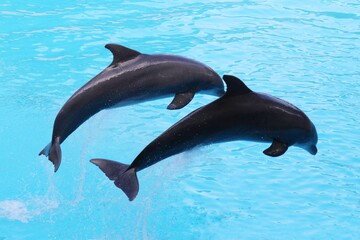 Obraz premium Beautiful Dolphins in the water