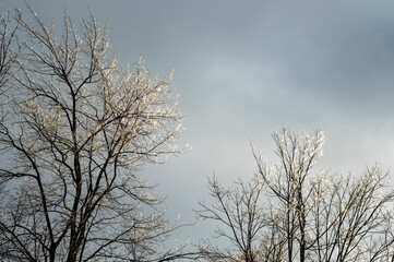 Trees covered with ice. Nature after freezing rain. Winter cold weather 