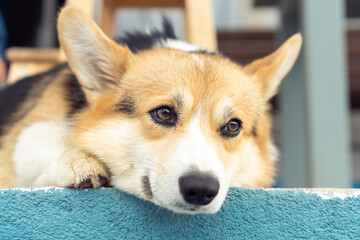 Portrait of thoughtful welsh pembroke corgi pet lying on blue concrete floor near house, looking aside relaxing. Domestic animal, pet care, veterinary clinic, animal life, world pet day, pet adoption.