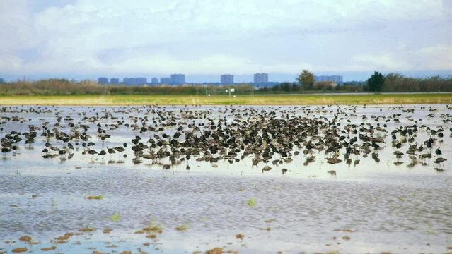 A large flock of birds take off and land a few meters of in Parque Natural de la Albufera de Valencia, Spain