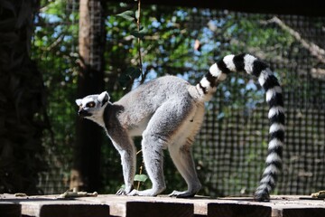 Beautiful Ring-tailed Lemur – Tenerife