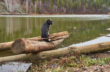 a black dog sits on a large log by the river in the forest