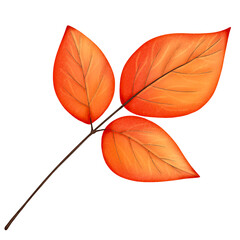 fall leaf isolated on transparent background 