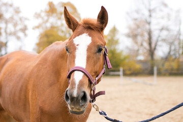 Obraz premium Brown horse in nature in autumn