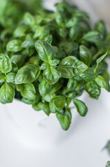 Grown green basil on the windowsill in metal white pot.
