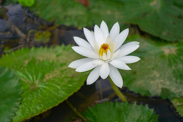 white lotus flower in the swamp