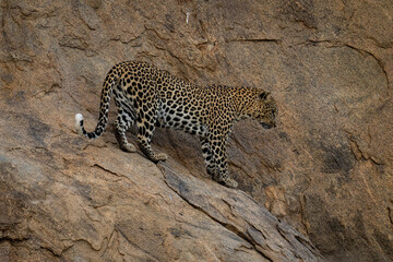 Fototapeta na wymiar Leopard standing on steep rock looking down
