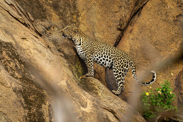 Fototapeta na wymiar Leopard standing on steep rockface looking up