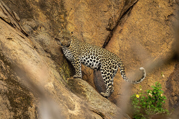 Fototapeta na wymiar Leopard standing on steep rockface looking down