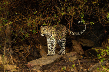 Leopard stands on rock under leafy branches