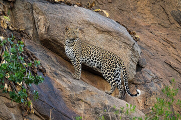Fototapeta na wymiar Leopard stands on rock face looking back