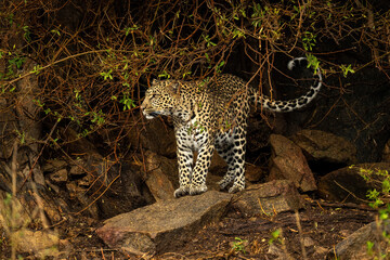 Leopard stands on rocks surrounded by bushes